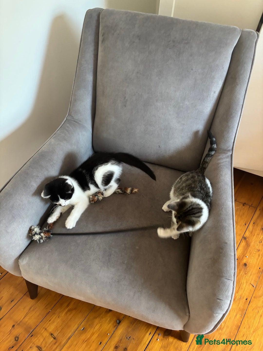 Mixed Breed cats for sale: Kitten MaineCoon cross 10 weeks 1 boy left 🥰🥰🥰 - Image 7