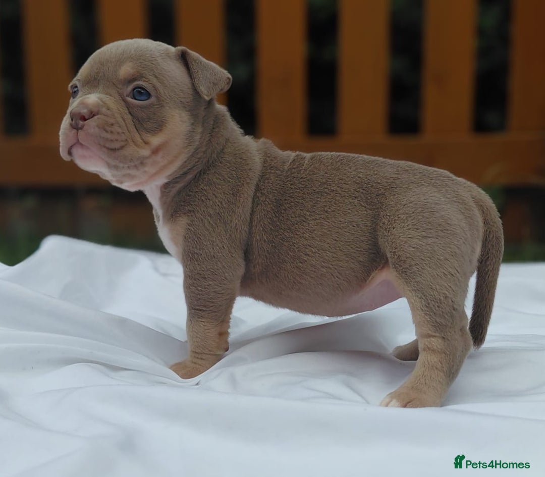 American Bully dogs for sale: REDUCED ABKC QUALITY MICROS - Image 12