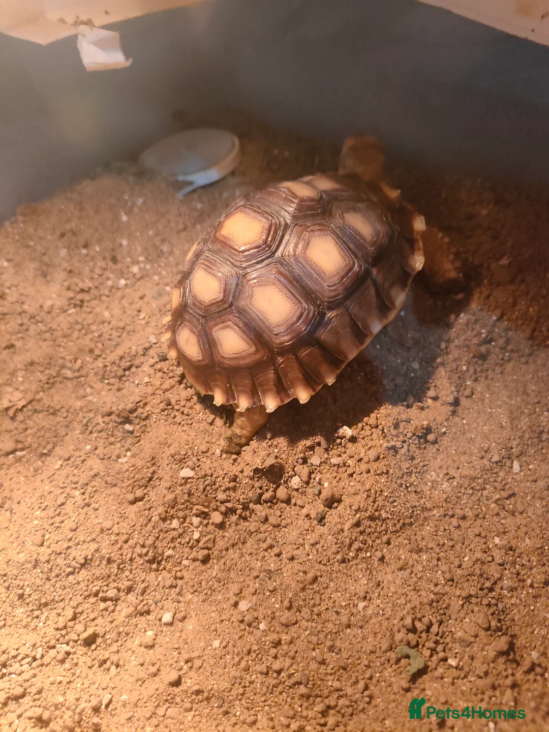 Tortoise reptiles for sale: Sulcata tortoise  - Advert 2