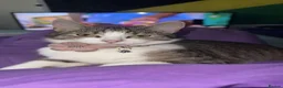 American Wirehair cats for sale: Female American Wirehair  - Advert 3