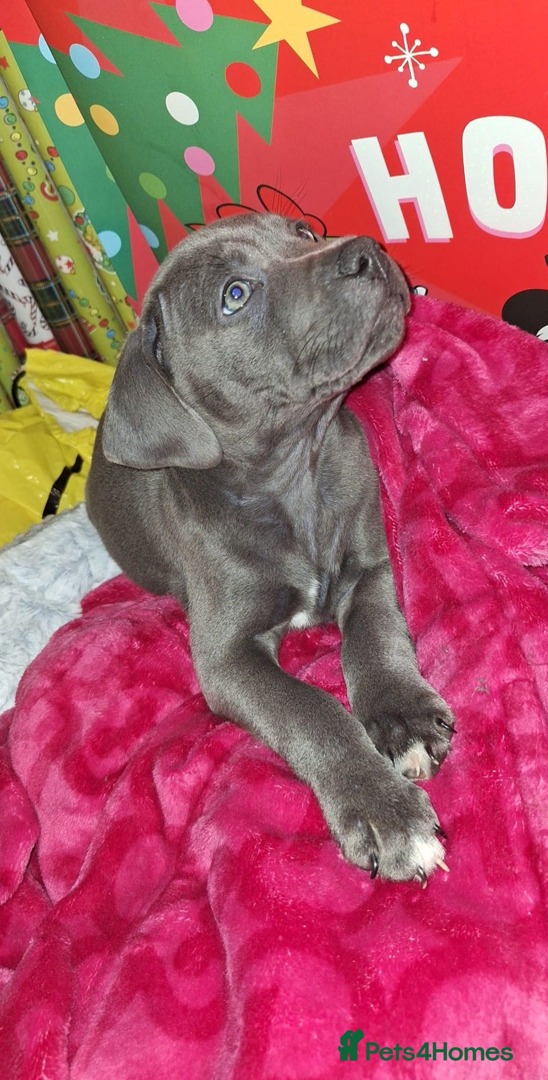 Staffordshire Bull Terrier dogs for stud: **FOR STUD** KC REGISTERED BLUE STAFF BULL TERRIOR - Advert 21