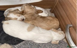 Cocker Spaniel dogs for sale: Amazing Chunky Working Cocker spaniel Puppies - Image 5