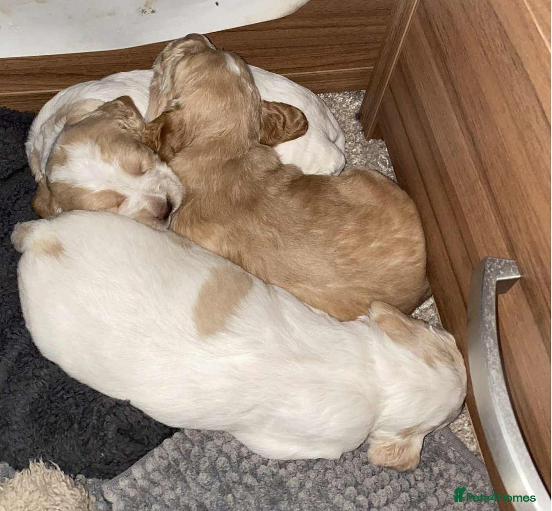 Cocker Spaniel dogs for sale: Amazing Chunky Working Cocker spaniel Puppies - Image 5