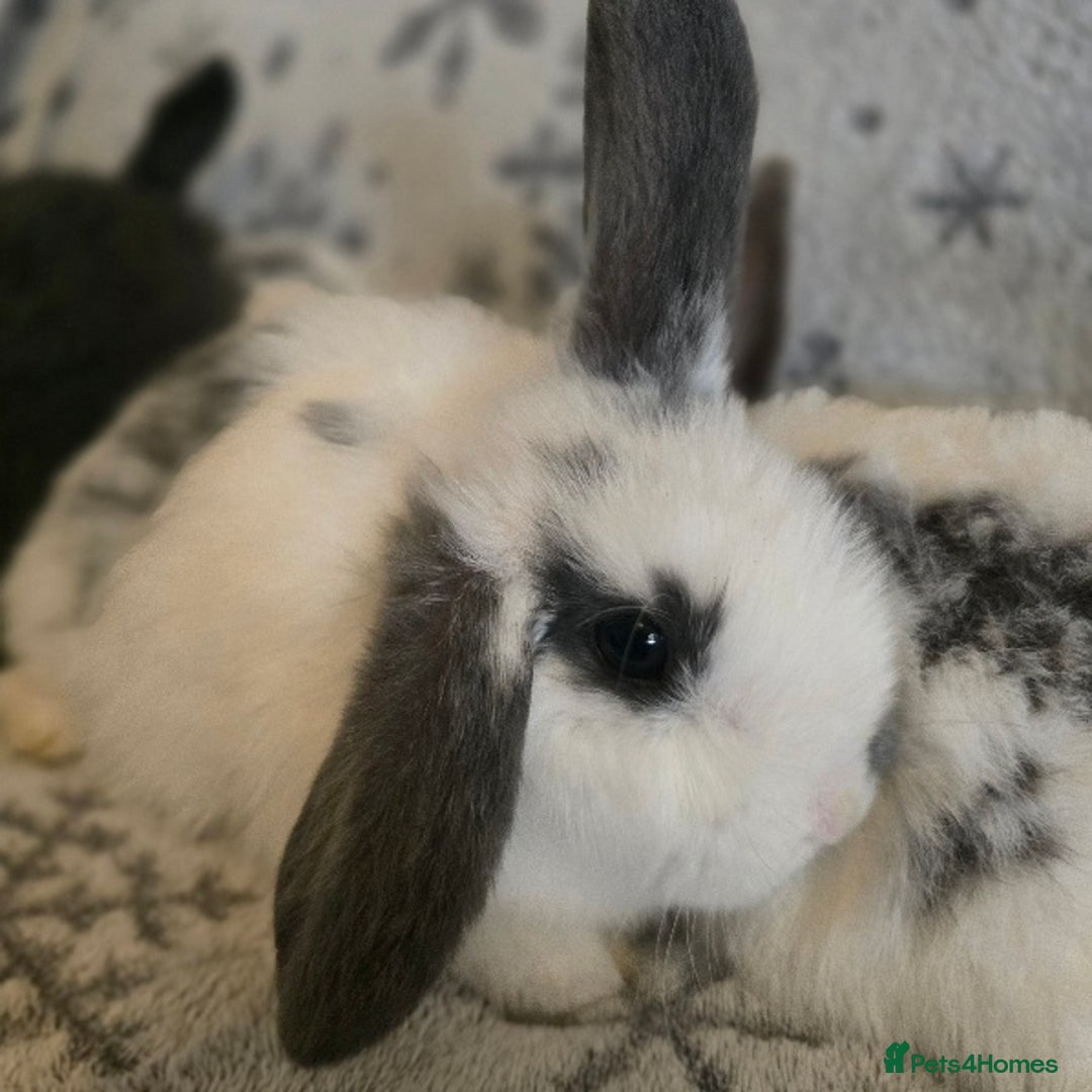 Mini Lop rabbits for sale: Mini Loop Bunnies 9 weeks old. grey and white mix - Image 3