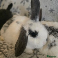 Mini Lop rabbits - Advert 14