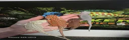 Bearded Dragon reptiles for sale: Bearded dragon at Wicked Exotics  - Advert 2