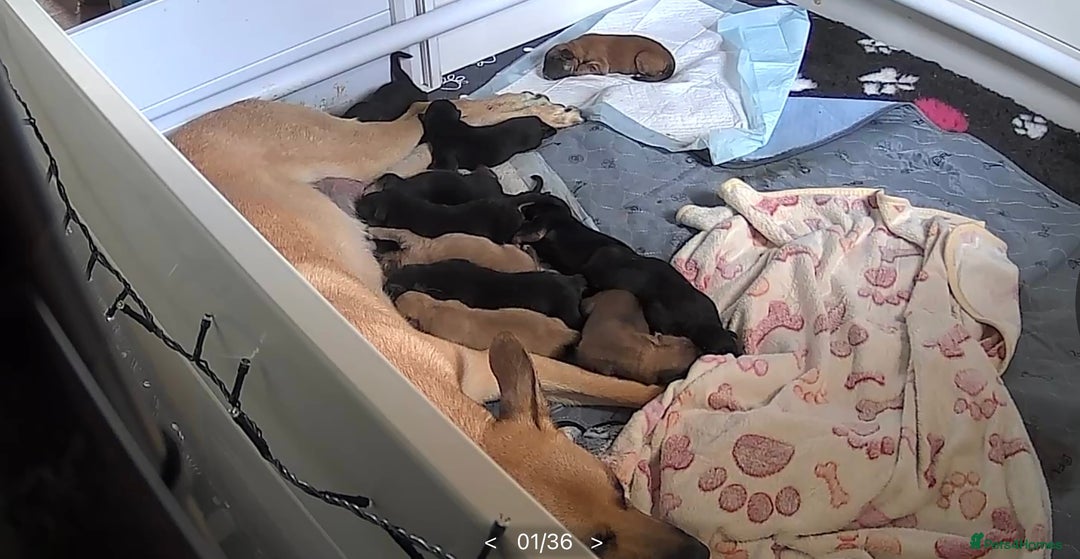 German Shepherd dogs for sale: READY GERMAN SHEPHERD PUPPIES 😍 - Image 6