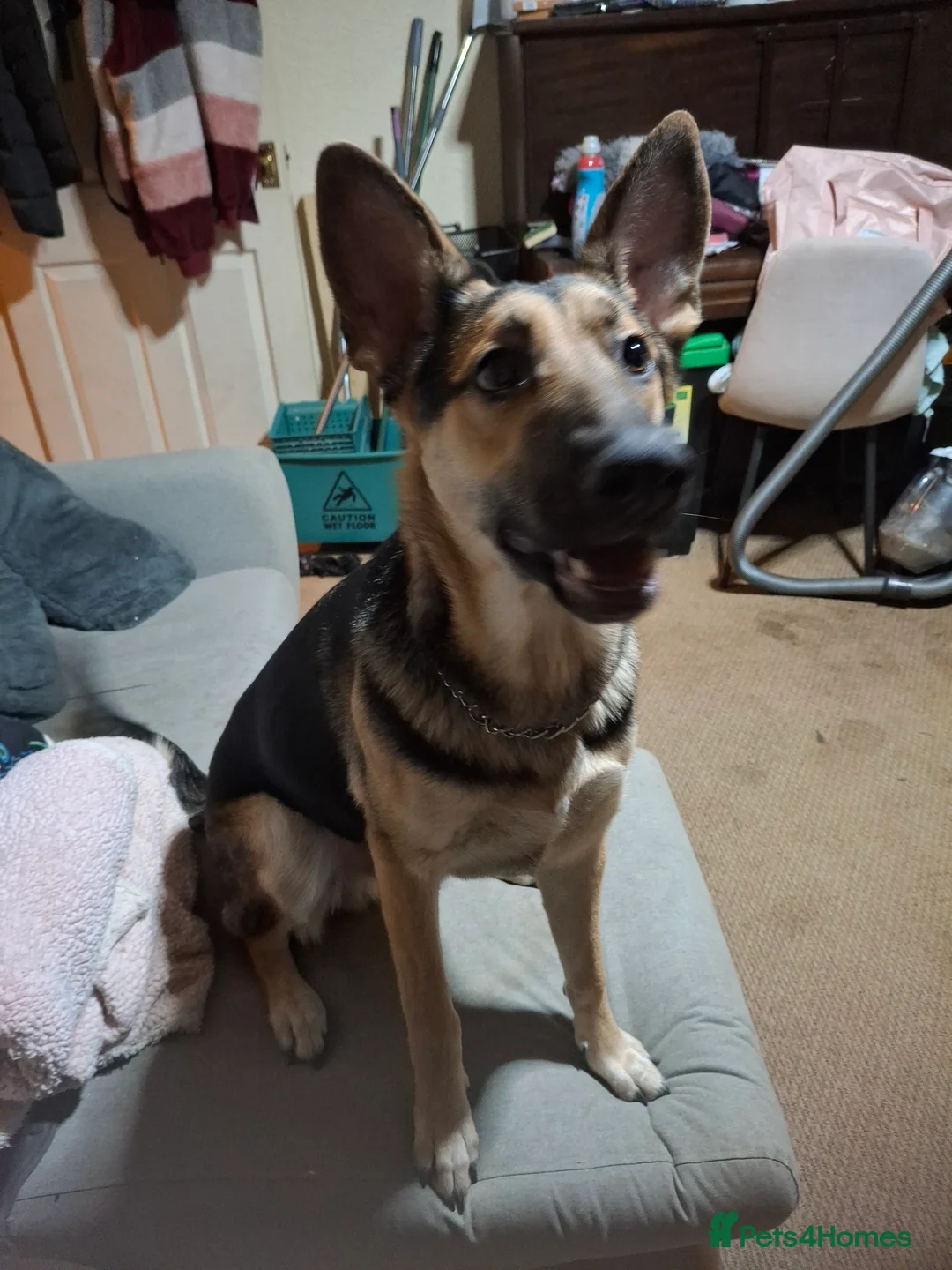 Belgian Shepherd Dog dogs for sale: Shepherd Malinois X for sale in Darlington - Advert 2