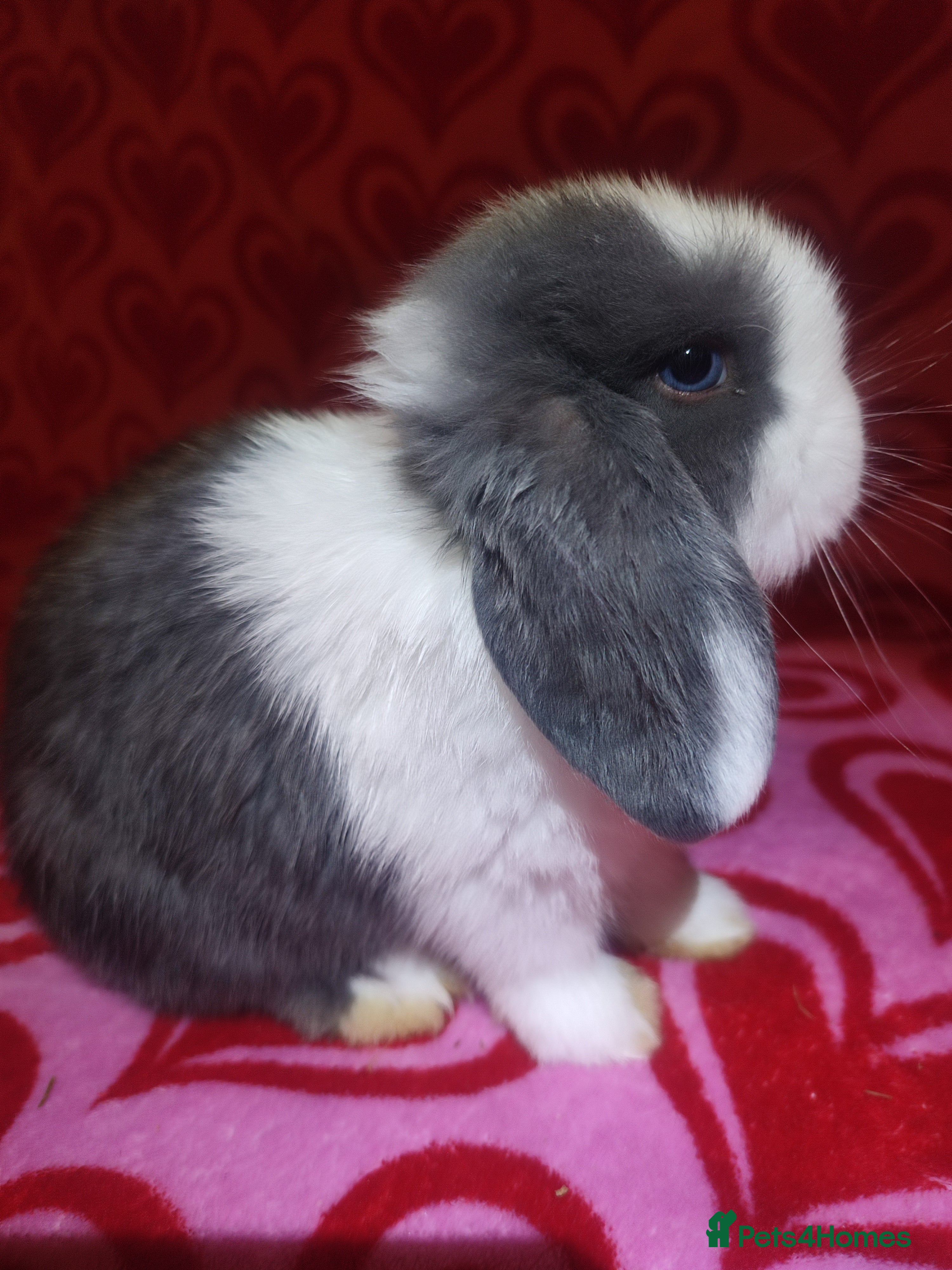 Mini Lop rabbits Gorgeous baby mini lops - Advert 2
