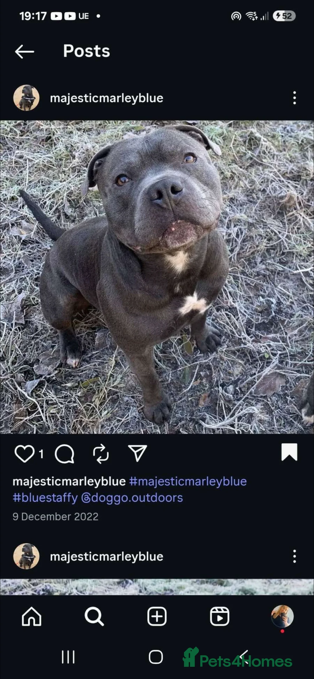 Staffordshire Bull Terrier dogs for sale: ONE GORGEOUS PURE BLUE BOY AVAILABLE  - Advert 12
