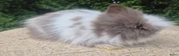 Angora rabbits for sale: ❤️STUNNING IMPORTED PARENTS- TEDDYDWERG BABIES❤️ - Advert 38