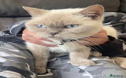 British Shorthair cats for sale: GCCF BritishShortHair 4 girlcats active registered - Image 4