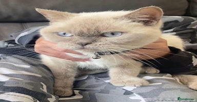 British Shorthair cats - Advert 3