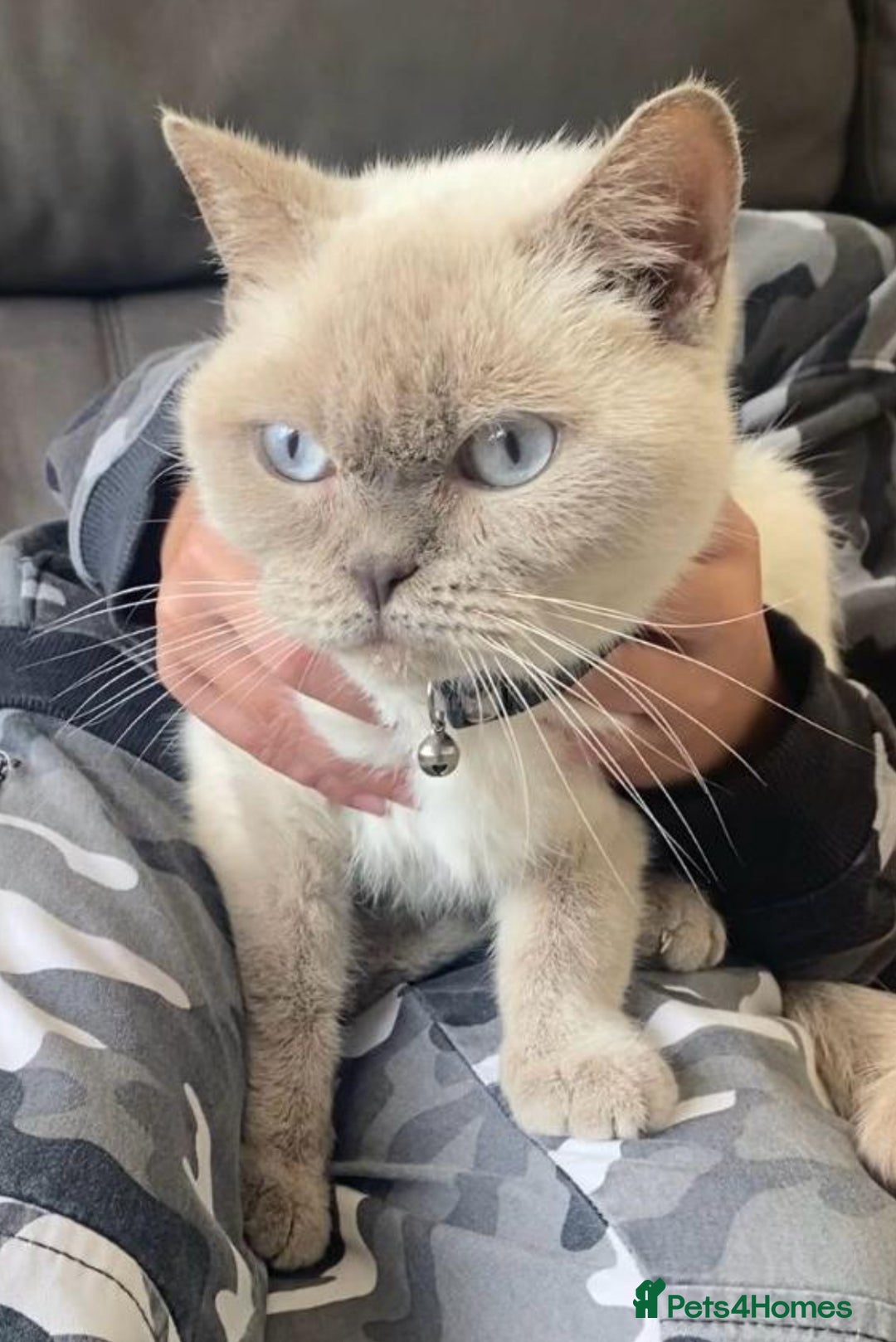 British Shorthair cats for sale: GCCF BritishShortHair 4 girlcats active registered - Image 4
