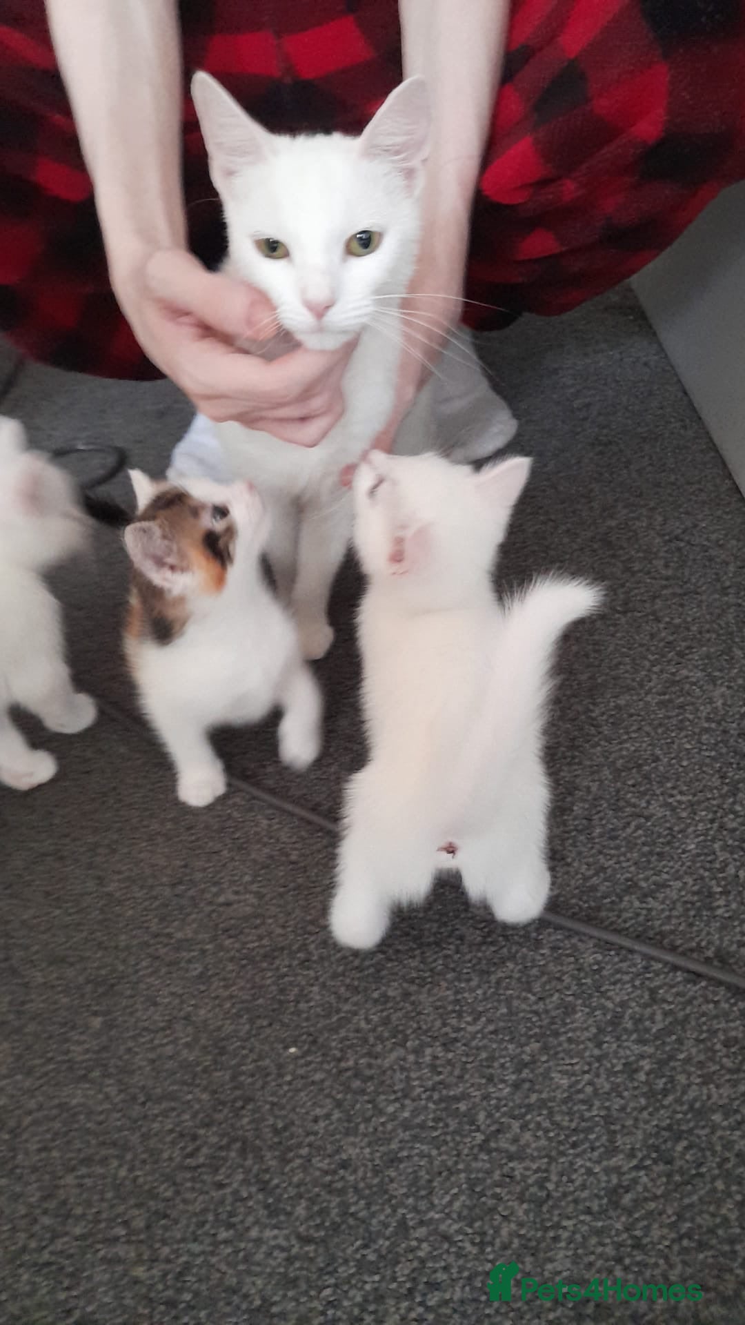 Turkish Angora cats 🌸🐾One girl left🐾🌸 - Advert 1