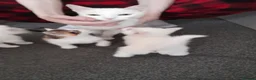 Turkish Angora cats for sale: 🌸🐾One girl left🐾🌸 in Southampton - Advert 1