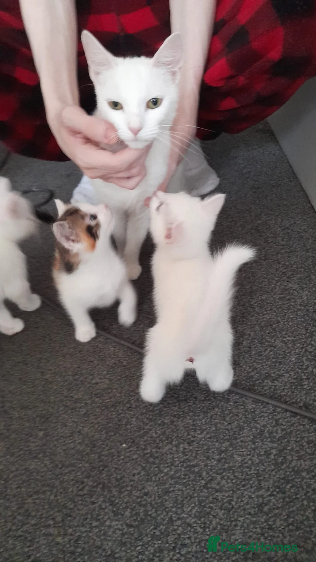 Turkish Angora cats for sale: 🌸🐾One girl left🐾🌸 in Southampton - Advert 1