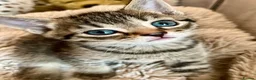 Bengal cats for sale: Glittery Bengal X With Famous References! - Advert 5