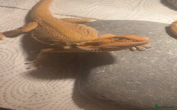 Bearded Dragon reptiles for sale: Boy bearded dragon for sale  - Advert 8