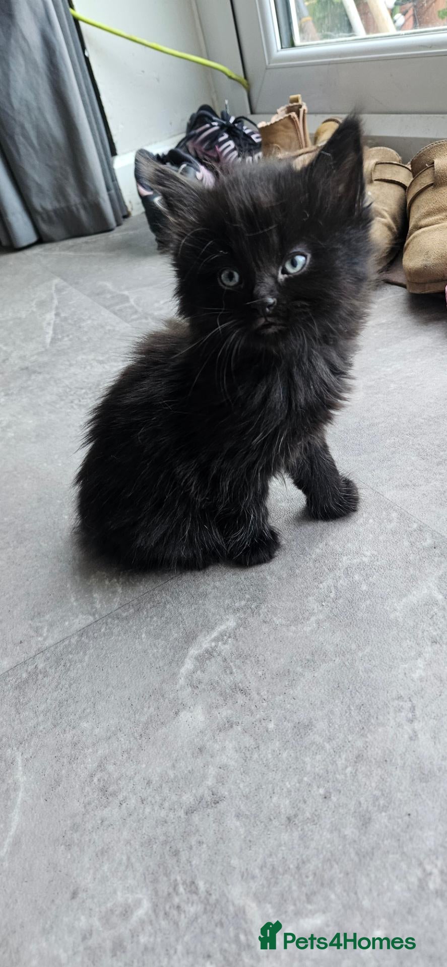 Mixed Breed cats Mainecoon bloodline  - Advert 7
