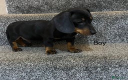 Miniature Dachshund dogs for sale: Beautiful mini dachshunds  - Image 8