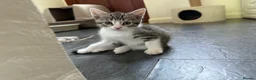 Mixed Breed cats for sale: Tabby Kittens For Sale - Advert 17