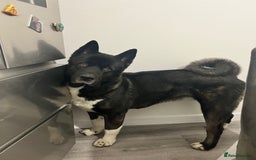 Akita dogs for stud: Pasha The Akita for Stud - Image 5