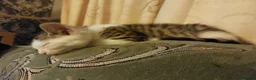British Shorthair cats for sale: Two dark tabby/ginger longhair kittens  in Nuneaton - Advert 3