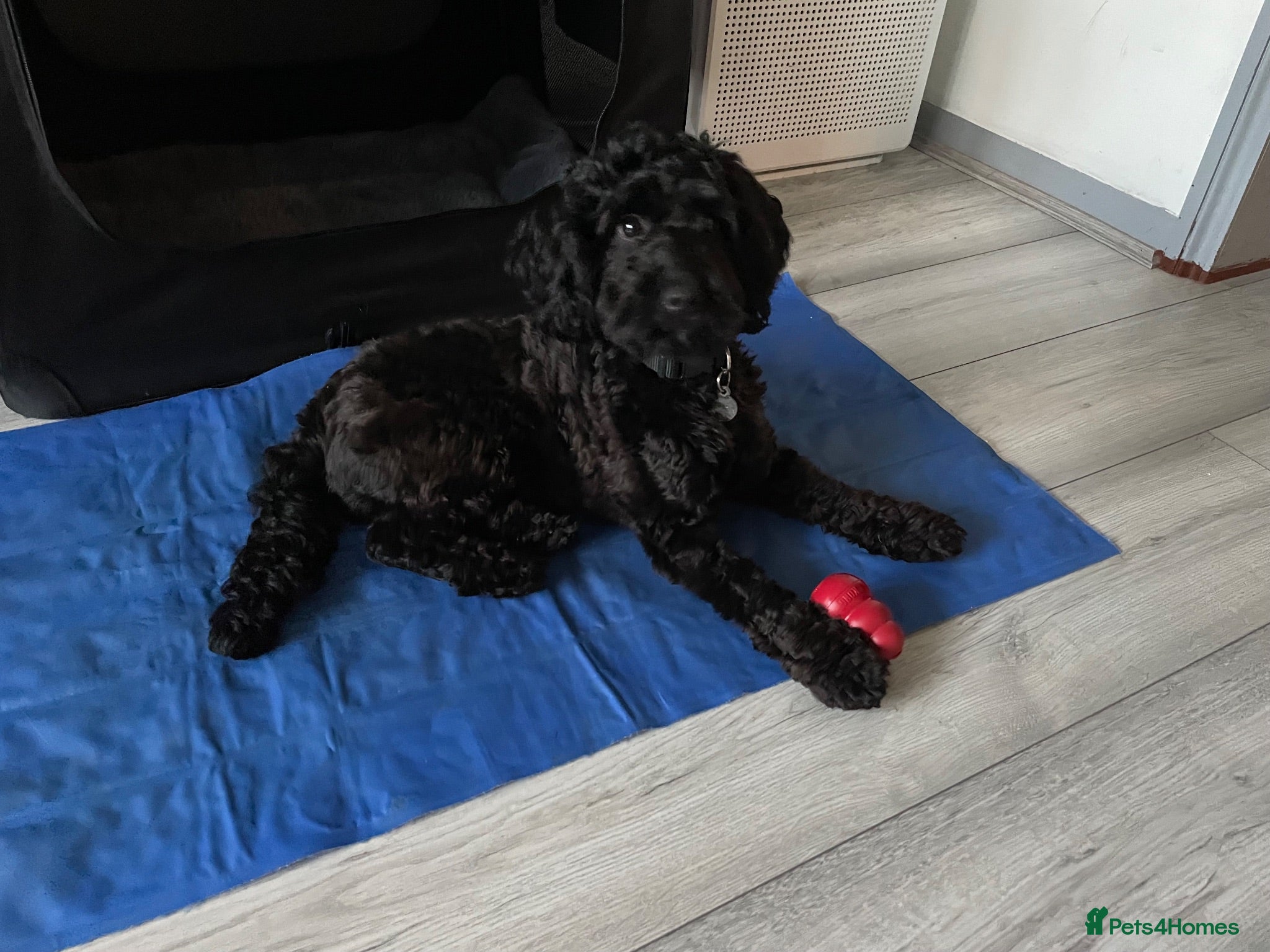 Cockapoo dogs Black Cockapoo female 11 months  - Advert 1