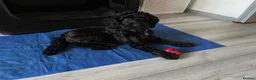 Cockapoo dogs for sale: Black Cockapoo female 11 months  in Gravesend - Advert 1
