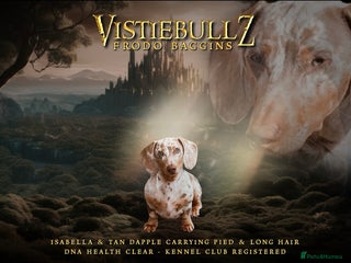 Miniature Dachshund dogs in Milton Keynes - Advert 41