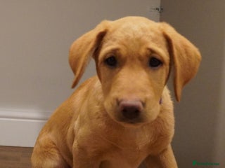 Labrador Retriever dogs Stunning KC Fox Red & Yellow Labrador Puppies - Advert 4