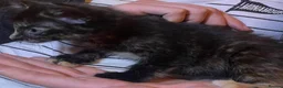 Mixed Breed cats for sale: Gorgeous playful kittens - Advert 21