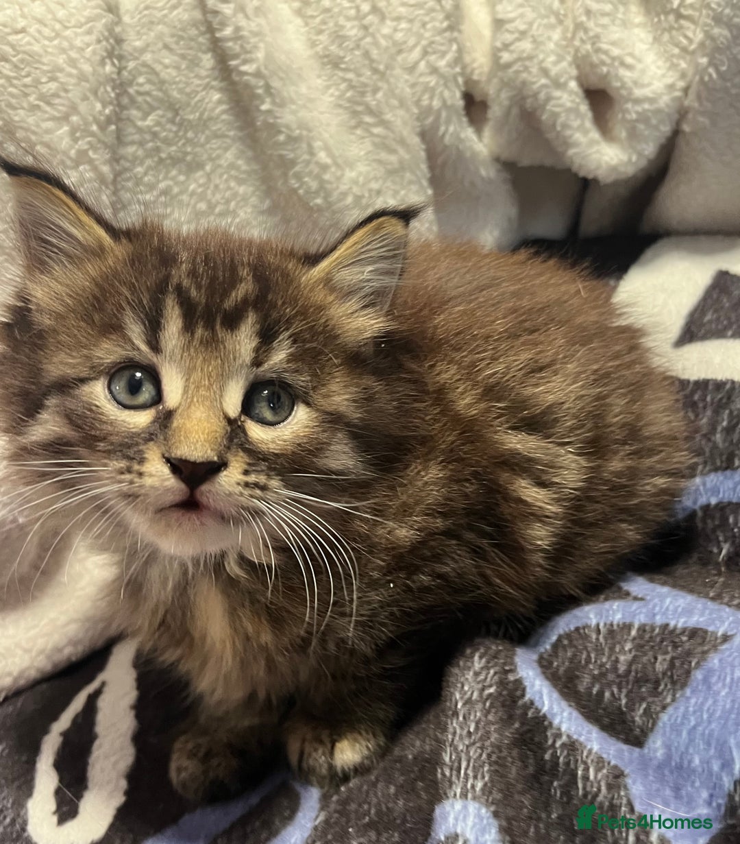 Maine Coon cats for sale: Stunning Half Maine coon kittens  - Image 21