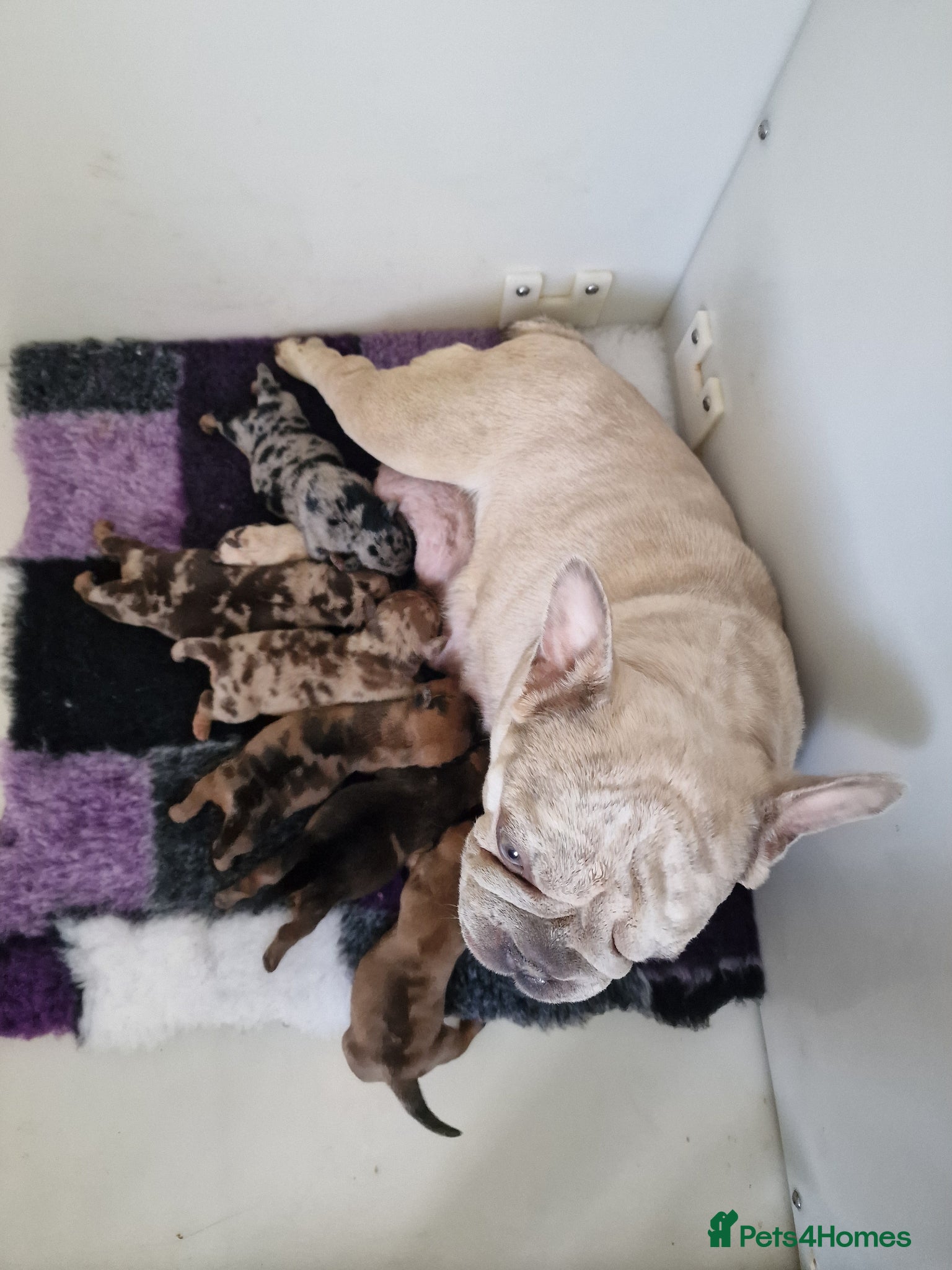 Mixed Breed dogs for sale: French Bulldog x Miniature Dachshund Puppies - Advert 4