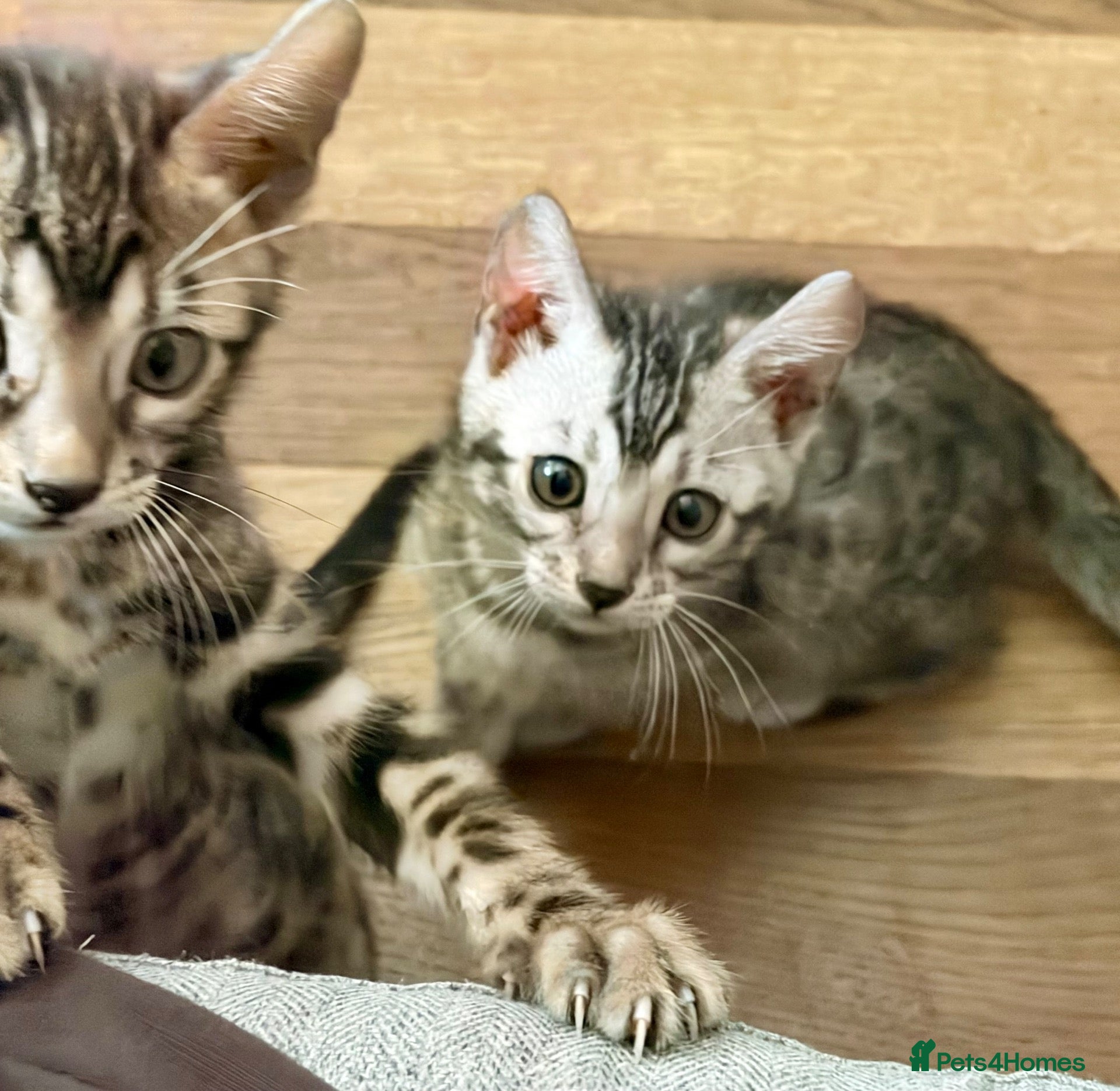 Bengal cats 4 Beautiful girl Bengal kittens ready to reserve - Advert 2