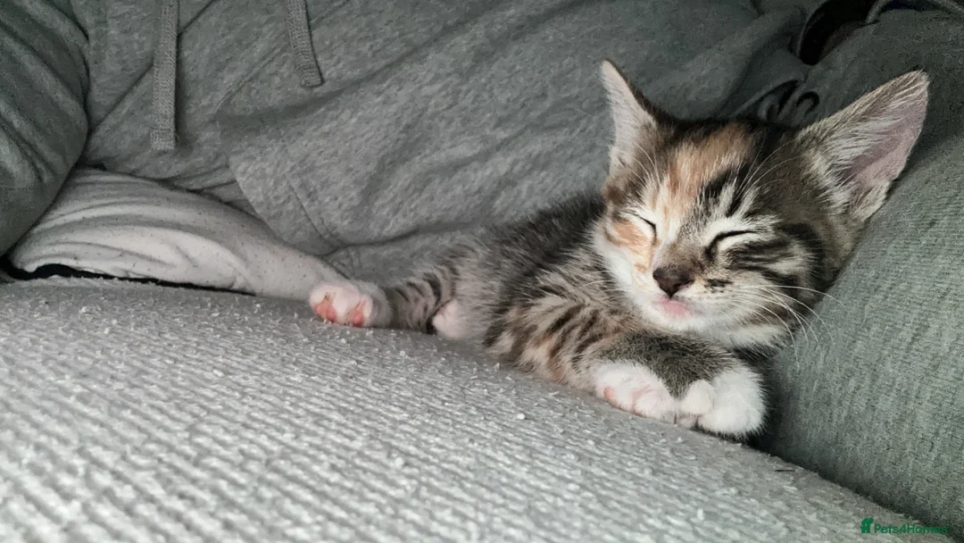 Mixed Breed cats for sale: Gorgeous girl. in Torquay - Advert 2