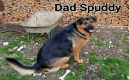 Rottweiler dogs for sale: Stunning Litter Of Shepweiler X Mastiff Pups - Image 22