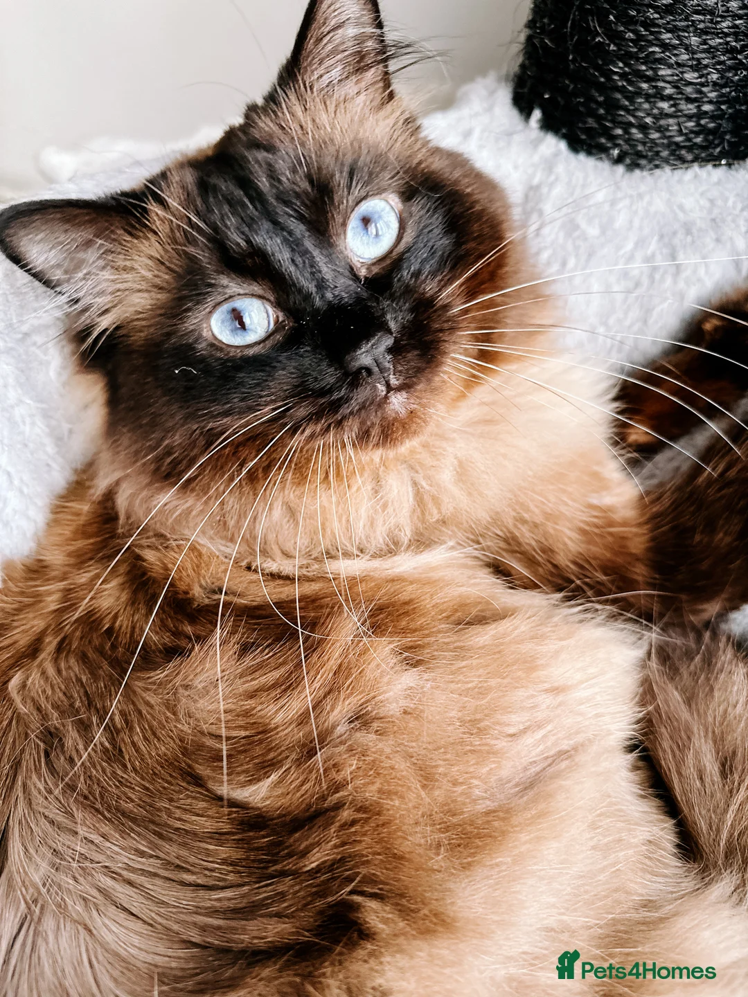 Ragdoll cats for sale: Gorgeous ragdoll girls!  - Advert 15