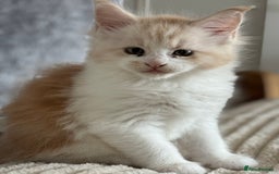 Maine Coon cats for sale: Beautiful pedigree Maine Coon silver Shaded male - Image 2