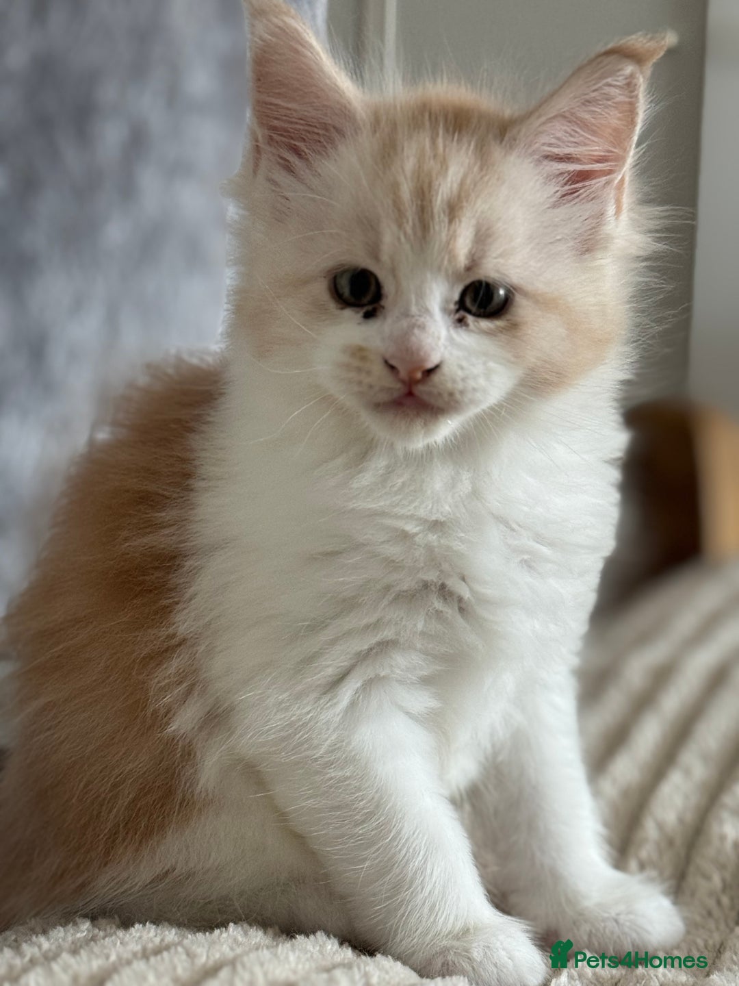 Maine Coon cats for sale: Beautiful pedigree Maine Coon silver Shaded male - Image 2