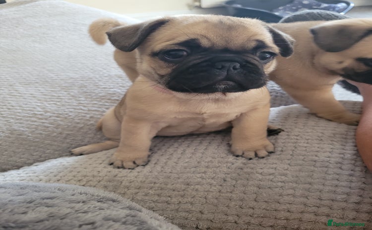 Frug dogs - Advert 3