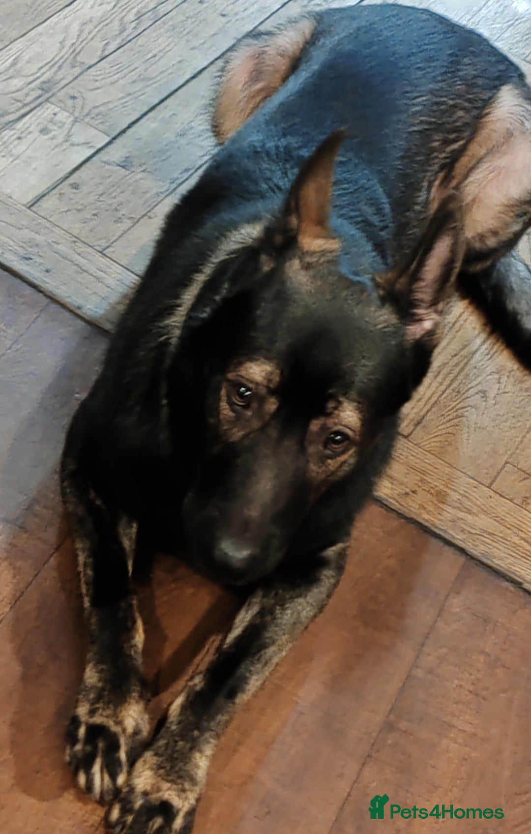 German Shepherd dogs for stud: KENSESQUI SIMBA (Simba) - Advert 17