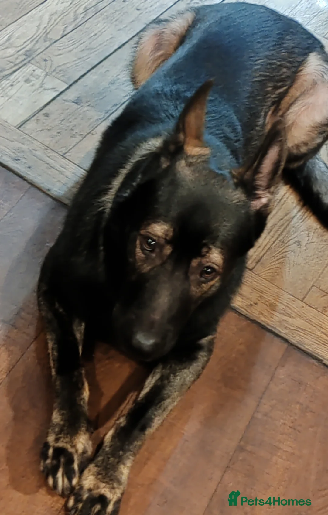 German Shepherd dogs for stud: KENSESQUI SIMBA (Simba) - Advert 17