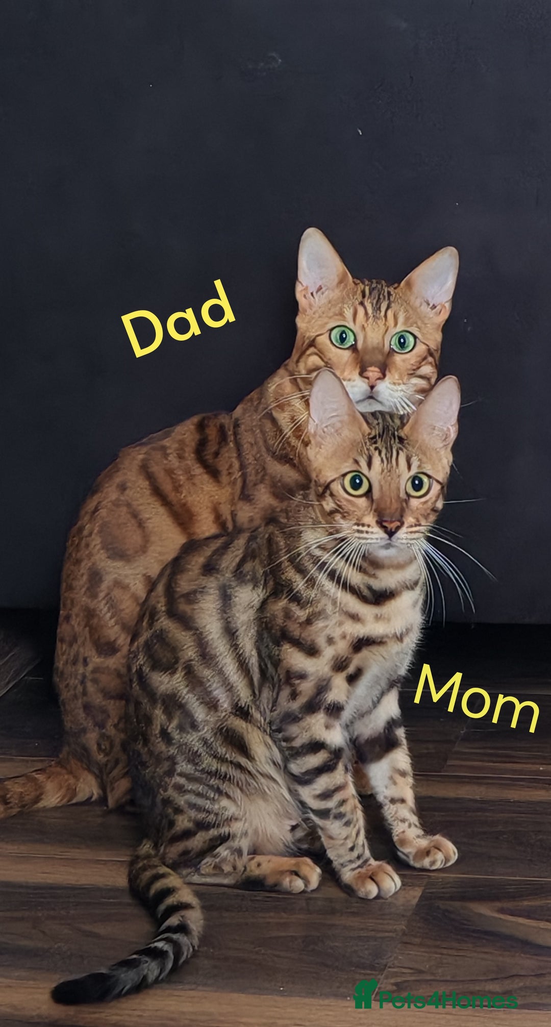 Bengal cats for sale: Bengal cats  - Image 7