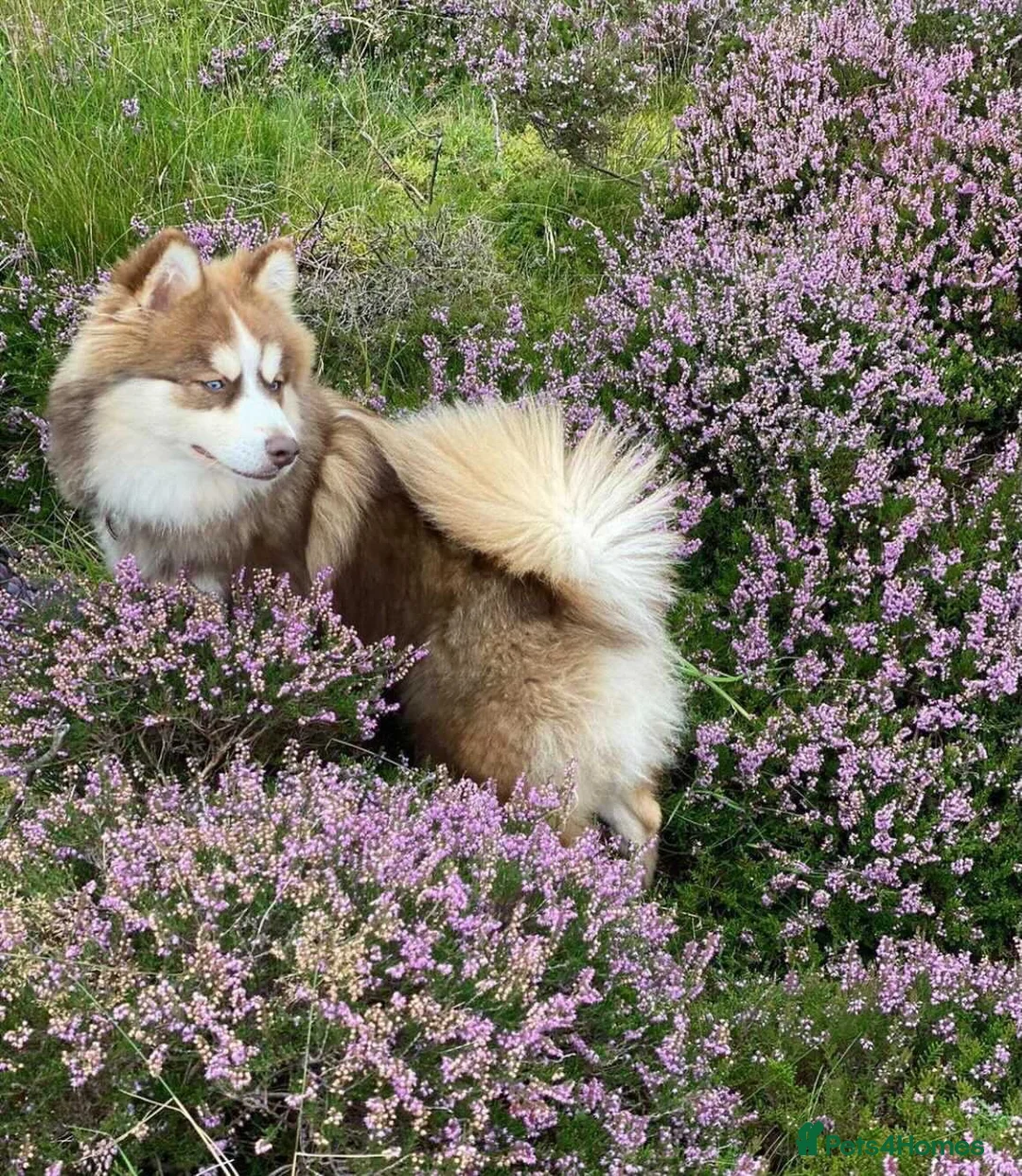 Pomsky dogs for stud: American Import Chocolate Pomsky for Stud in Ammanford - Advert 4