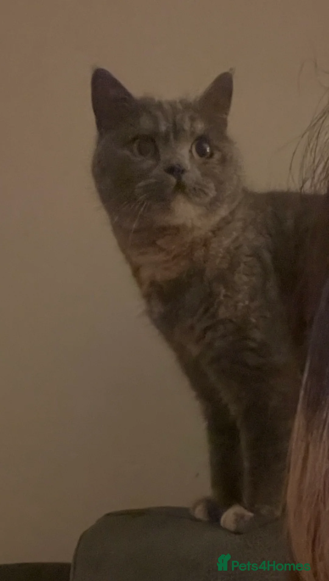 British Shorthair cats for sale: Lovely little lady - Advert 1