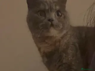 British Shorthair cats Lovely little lady - Advert 1