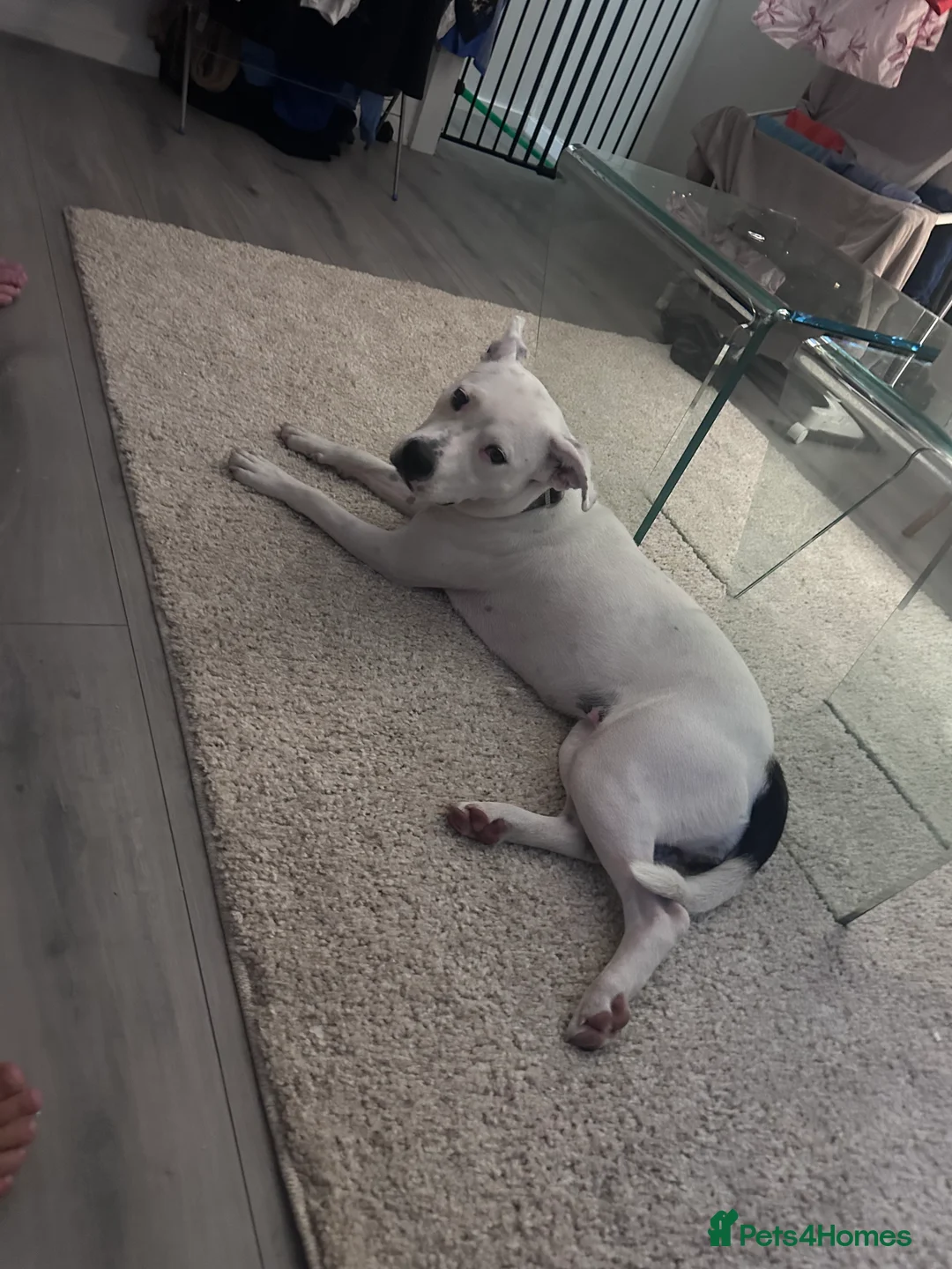 Mixed Breed dogs for sale: Daphne  - Advert 10