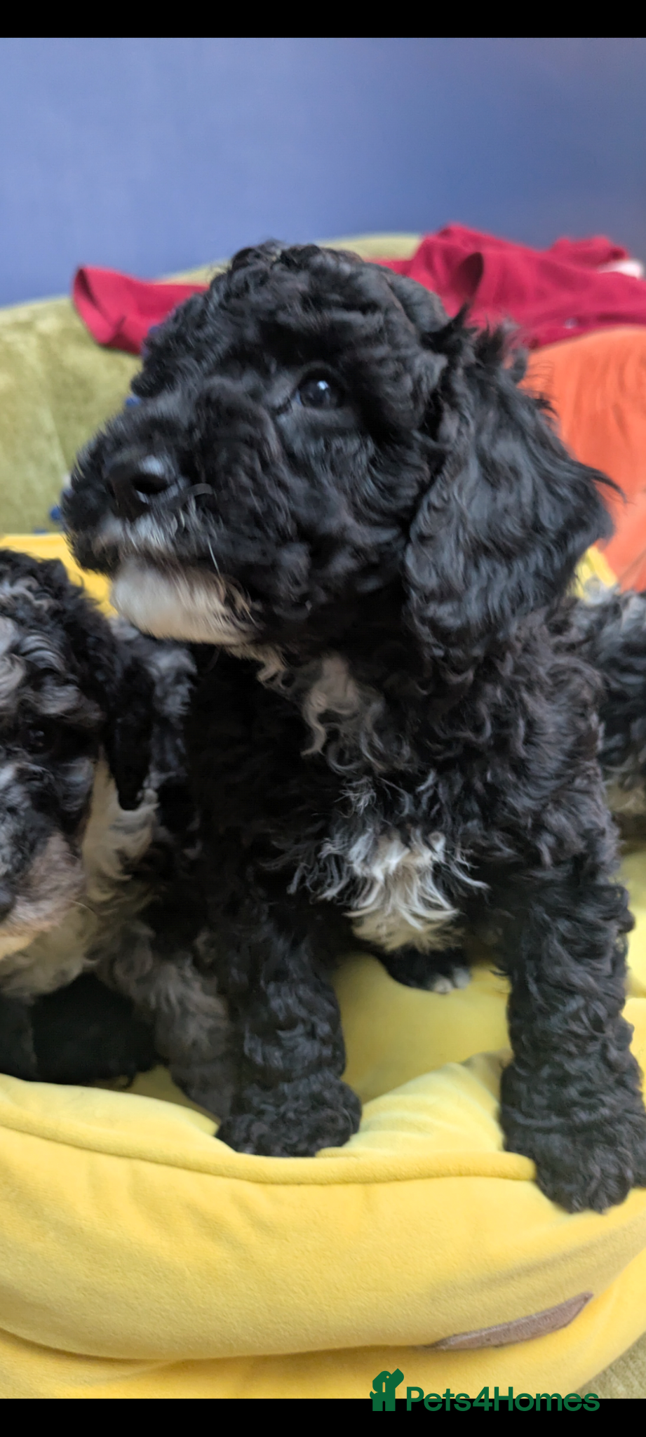 Miniature Poodle dogs for sale: Miniature Poodle Puppies (Blue Merl & Black) - Advert 11